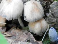 Coprinellus micaceus image