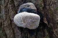 Fomitopsis pinicola image