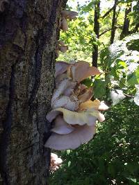 Pleurotus ostreatus image