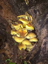 Hypholoma fasciculare image