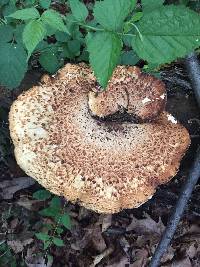 Polyporus squamosus image