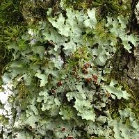 Lobaria quercizans image