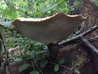 Polyporus squamosus image