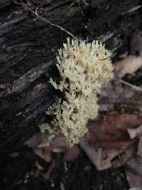 Artomyces pyxidatus image