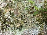 Lobaria pulmonaria image