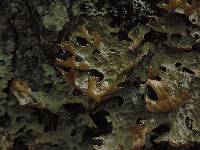 Lobaria pulmonaria image