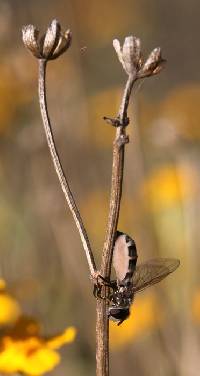 Entomophthora muscae image