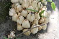 Coprinellus micaceus image