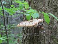 Polyporus squamosus image