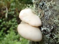 Pleurotus ostreatus image