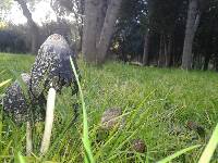 Coprinus comatus image