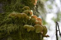 Pleurotus ostreatus image