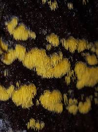 Mucronella flava image