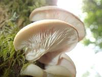 Pleurotus ostreatus image