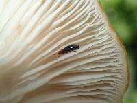 Pleurotus ostreatus image