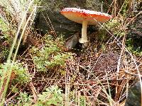 Amanita muscaria image