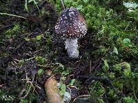 Amanita pantherina image