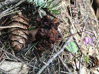 Gyromitra esculenta image