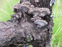 Schizophyllum commune image