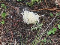 Clavaria fragilis image