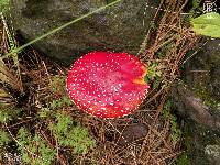 Amanita muscaria image