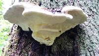 Fomitopsis pinicola image