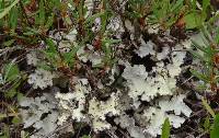 Lobaria scrobiculata image