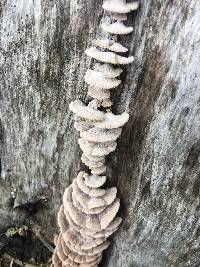 Schizophyllum commune image