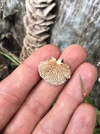 Schizophyllum commune image