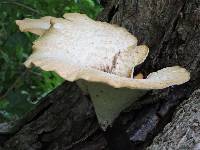 Polyporus squamosus image