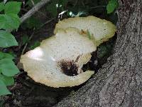 Polyporus squamosus image