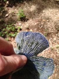 Lactarius indigo image