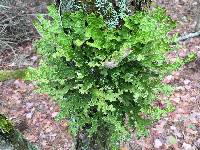 Lobaria pulmonaria image