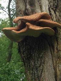 Polyporus squamosus image