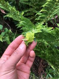 Taphrina californica image