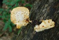 Polyporus squamosus image