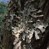 Lobaria pulmonaria image