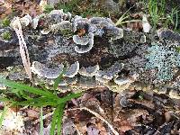 Trametes versicolor image