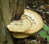 Polyporus squamosus image