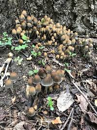 Coprinellus micaceus image