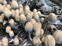 Coprinellus micaceus image