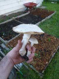 Leucoagaricus leucothites image