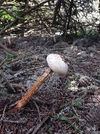 Battarrea phalloides image