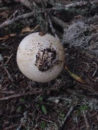 Battarrea phalloides image