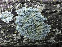 Punctelia subflava image