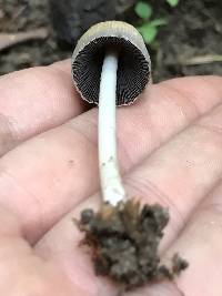 Coprinellus micaceus image