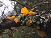 Tremella mesenterica image