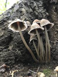 Coprinellus micaceus image