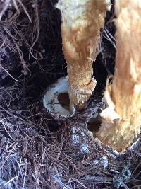 Battarrea phalloides image