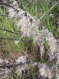 Ramalina farinacea image